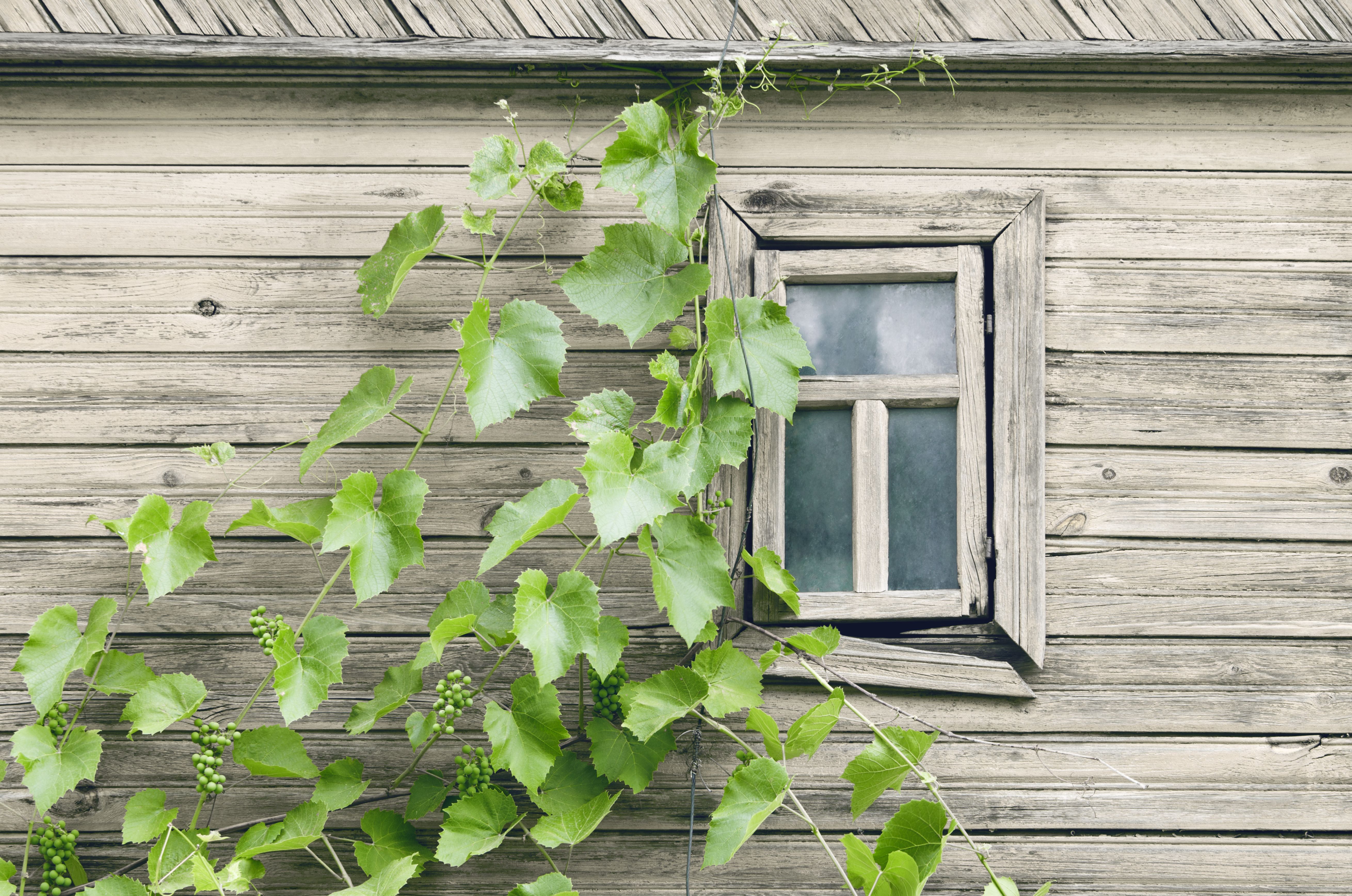 Podlaska chata